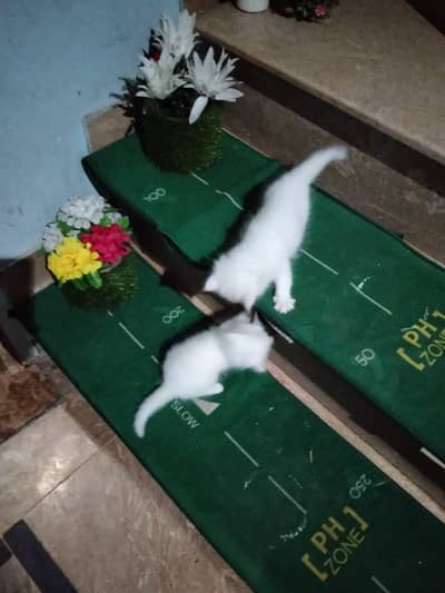 white color kitten 3 coated