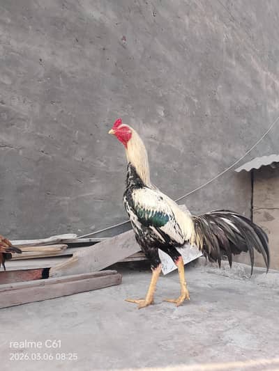 asel murga long hight mazboht bhohat hn band