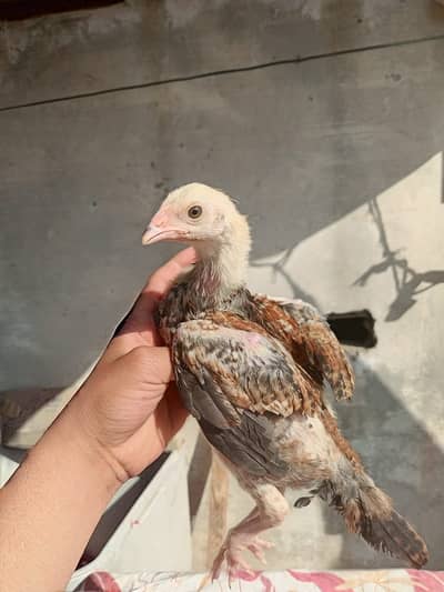 pure mianwali aseel chicks / dragon chicks / heera chicks /murga/murg