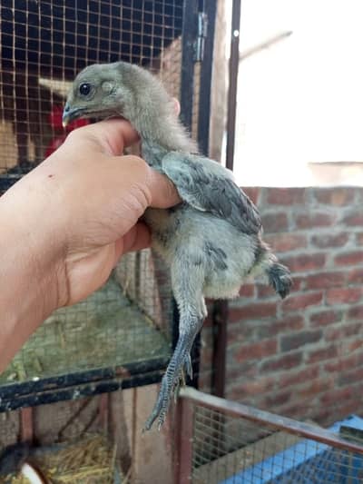 pure mianwali aseel chicks / dragon chicks / heera chicks /murga/murg