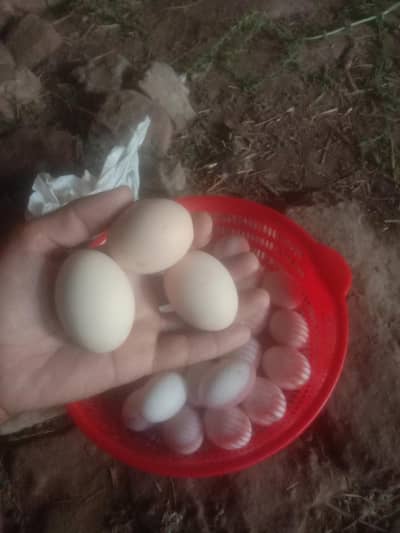 fresh dassi murgi ky eggs