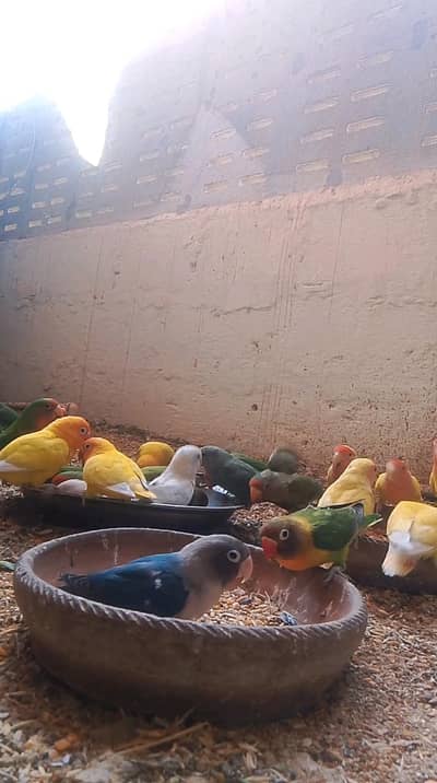 java bird, fisher, ludiyano,,blue basnata