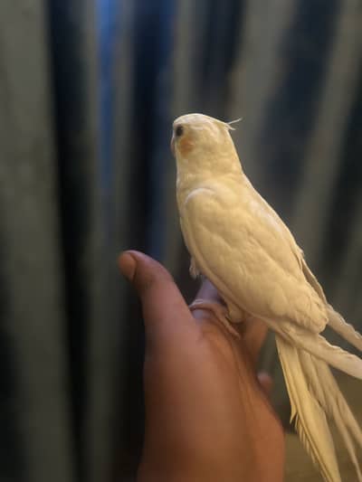 Handtame coctail for sale