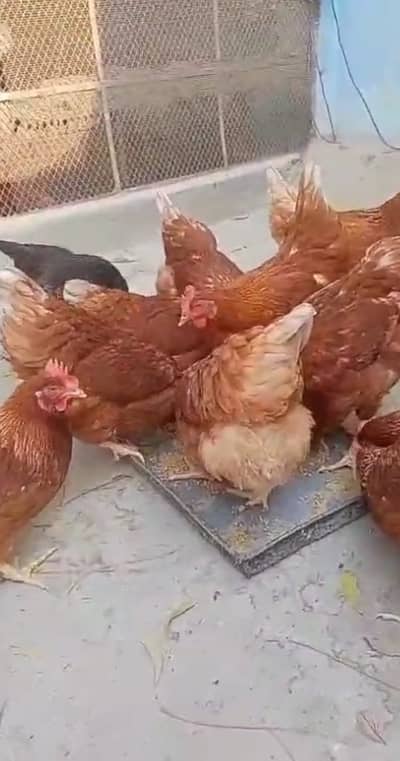 Lohman black & brown 89% production