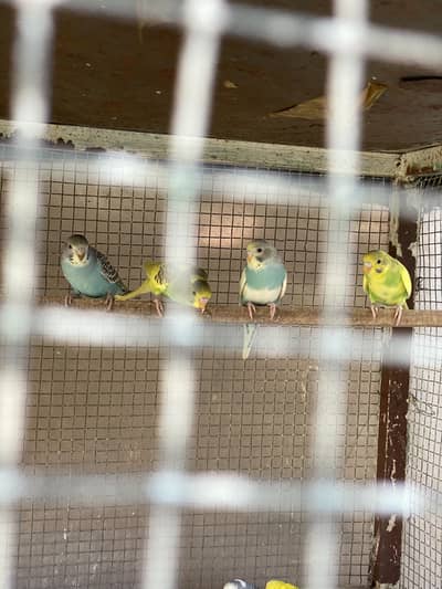 Bajri pathay for sale, contact 03077965568