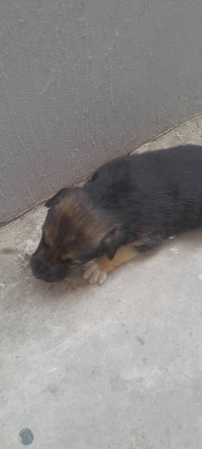 german shepherd long coat baby