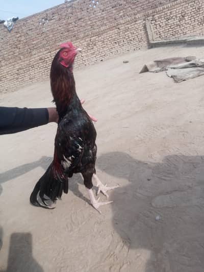 for sale phata 11 months age price 5000