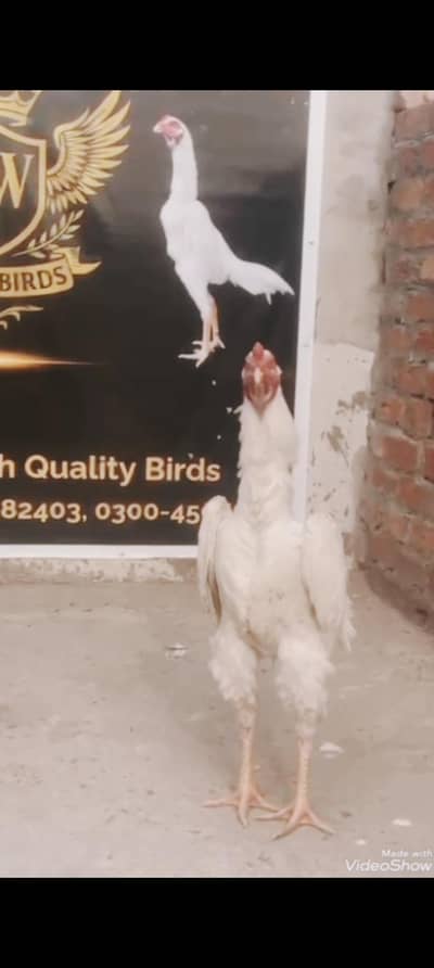 Shamo Shamoo OShamo  GermanShamo kingshamo Aseel Aseelmurga HeeraAseel