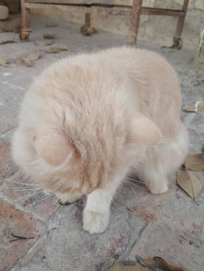 Persian cats male and female