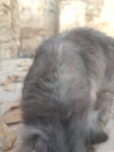 Persian cats male and female