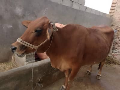 Cow for Sale
