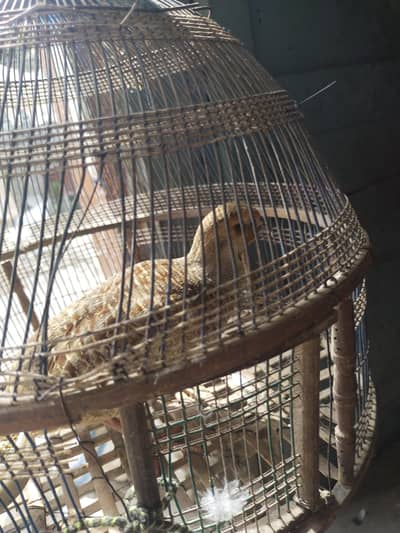 Dakni Irani teters available for sale in Islamabad