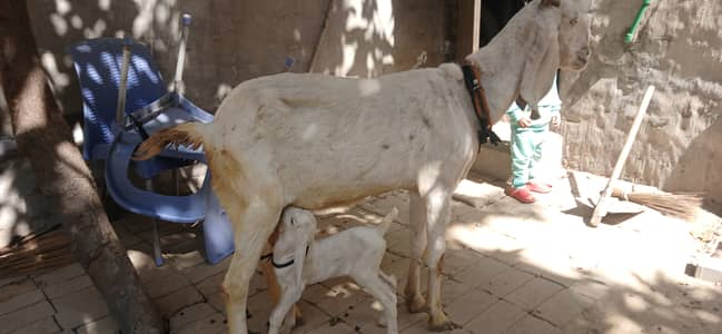 Desi bakri
