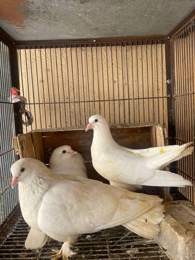 pigeons setup for sale