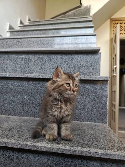 Persian Female Kitten