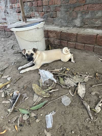 Pug female dog