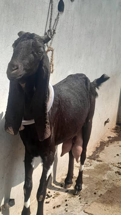 doodh wali sindi nasl bkri