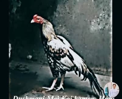 pure aseel Miya wali zero size