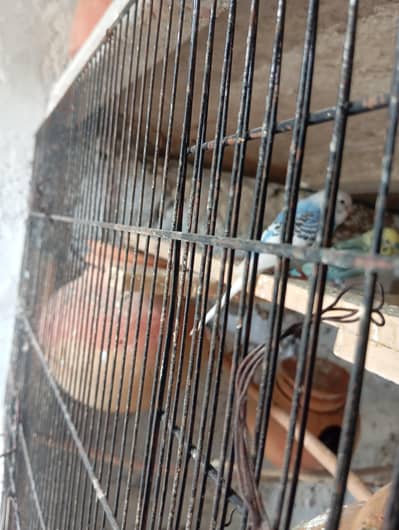 4 pic bajry ciks 2 manth AJ