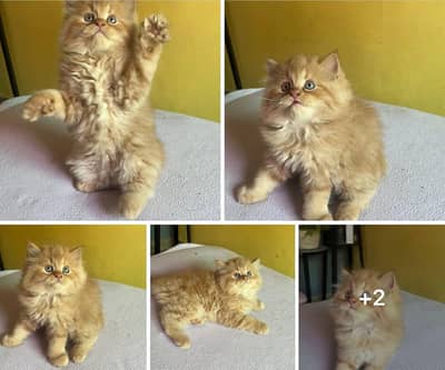 persian cat for Sale