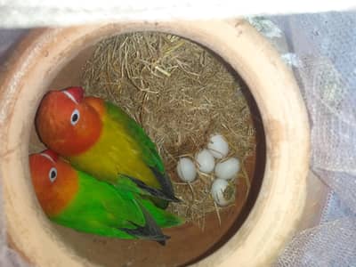Love Birds Breeder Pair for sale