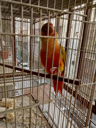 Parrots setup sale Fisher/conure/java
