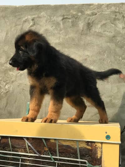 German Shepherd puppy mail long coat for sale