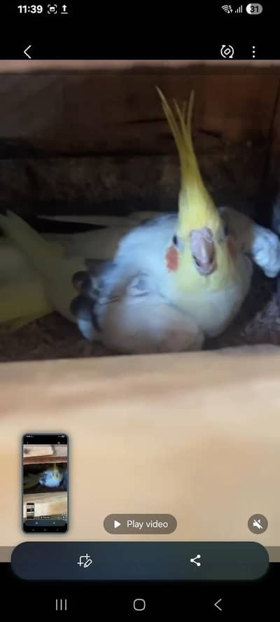 Cocktail breeder pair for sale