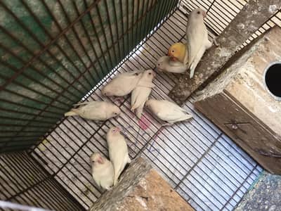 100% breeder red eyes and black eyes sab sat sale krne han