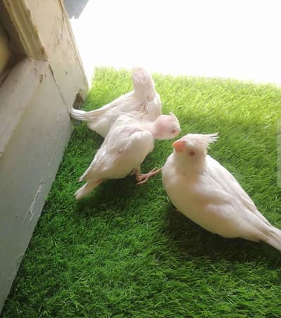 VIP Eno red eyes, Eno pied, cream pied or Eno pear piedl