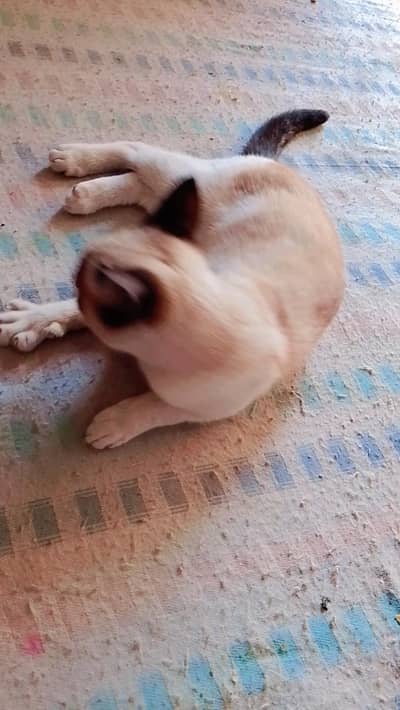 trained and playfull Active