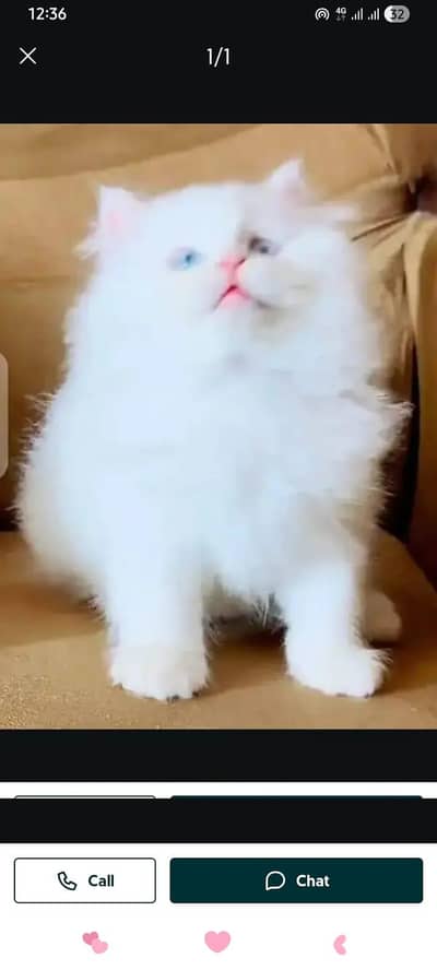 Persian female kitten for sale My WhatsApp number 0325 5503411