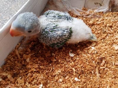 kashmari Raw jamboo size chiks