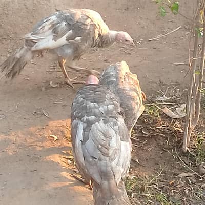 blue slate fine breed