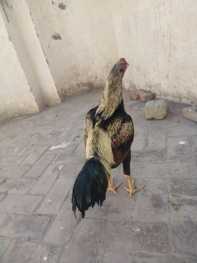 aseel mianwali jawa long hight band gadi