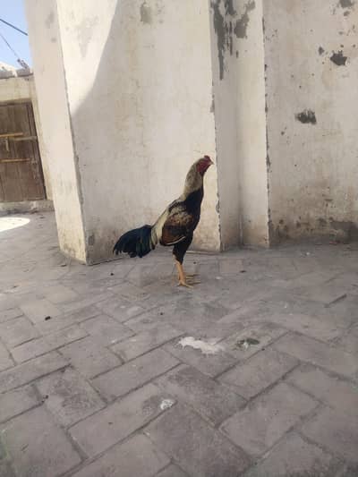 aseel mianwali jawa long hight band gadi