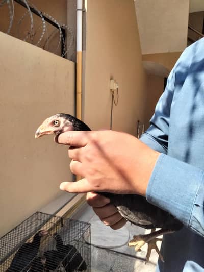 Aseel choose exchange or sale