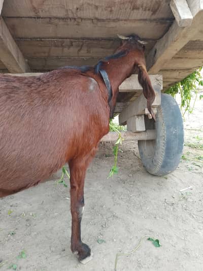 pregnant goat ready to deliver
