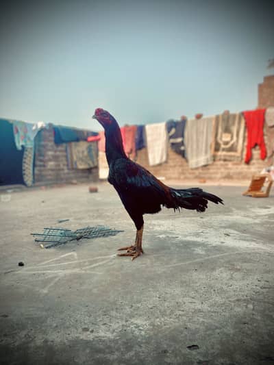 Penus pakoya cross aseeL wathsapp 03298552100