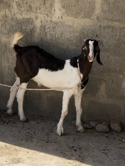Bakra for sale