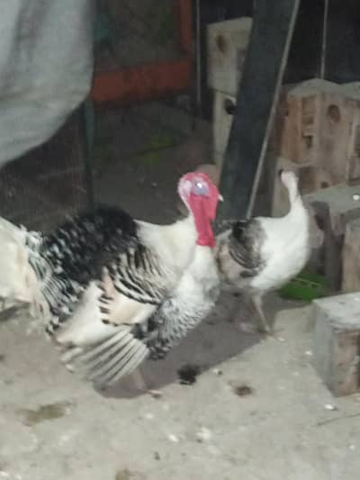 turkey pair for sale