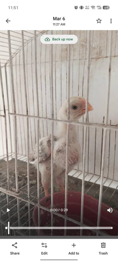 parrot beak Indian long tail chicks home breed  available