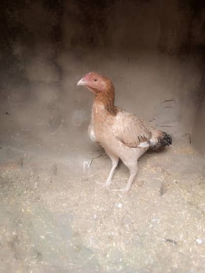 high quality aseel murgi