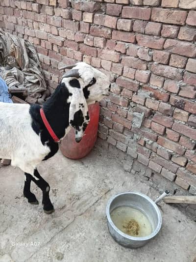 bakri for sale