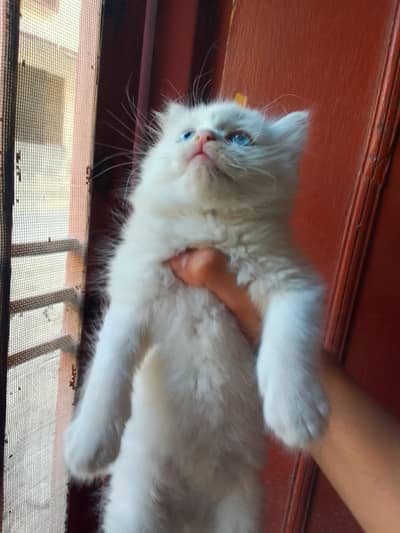 4 Cute little Persian kittens white