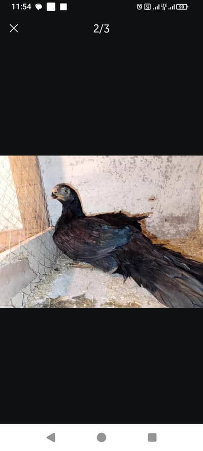 Indian parrot beak long tail black female