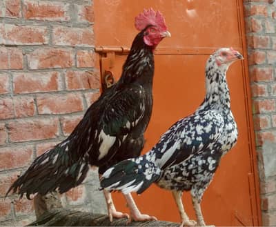 Bengum Aseel chicks available