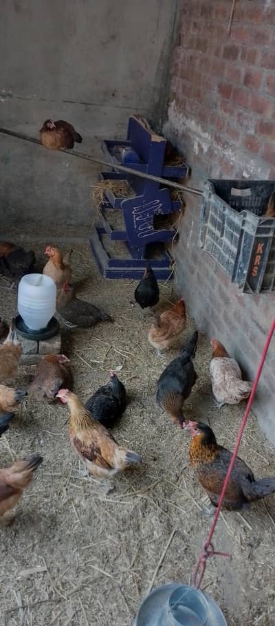 eggs laying hens. add parh la gor sa