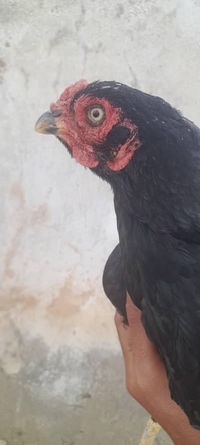 pure aseel amrohi cross madi