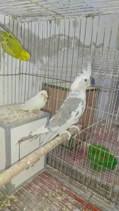 Breeder Cocktail Charcoal Male For Sale  + Australian Breeder Pair For